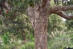 2025 aprile - La sorprendente Riserva Naturale di Monte  Catillo