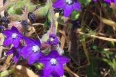 buglossa