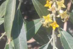 olivo-di-boemia
