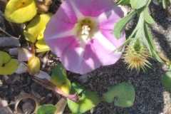 soldanella