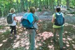 2025 luglio A spasso nella faggeta di Campitellino