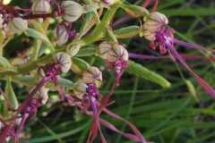 himantglossum-adriaticum