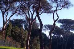 prato
